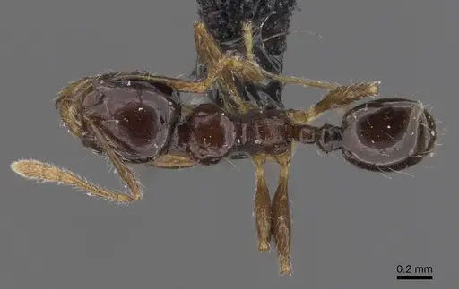 Pheidole nigritella specimen CASENT0913735 image casent0913735_1