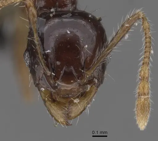 Pheidole nigritella specimen CASENT0913735 image casent0913735_2