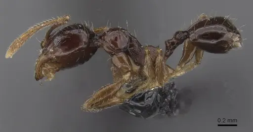Pheidole nigritella specimen CASENT0913735 image casent0913735_3