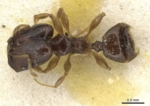 Pheidole nigritella specimen CASENT0915441 image casent0915441_1