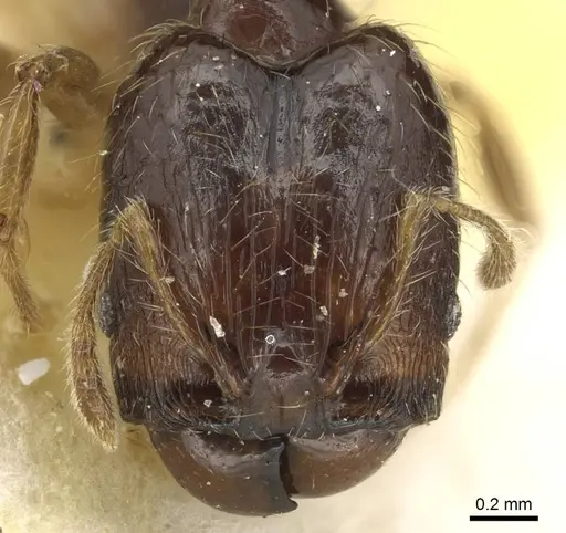 Pheidole nigritella specimen CASENT0915441 image casent0915441_2