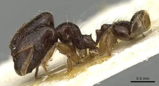 Pheidole nigritella specimen CASENT0915441 image casent0915441_3