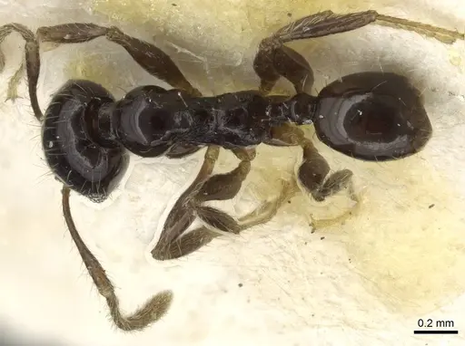 Pheidole nigritella specimen CASENT0915442 image casent0915442_1