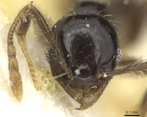 Pheidole nigritella specimen CASENT0915442 image casent0915442_2