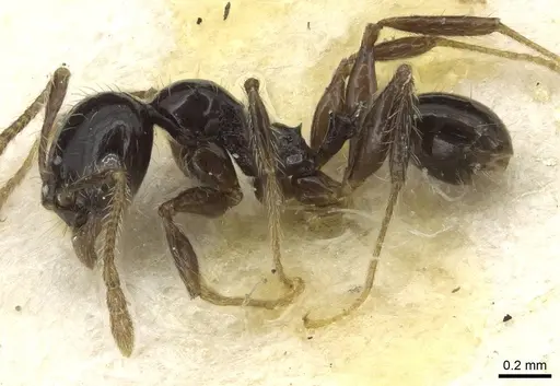 Pheidole nigritella specimen CASENT0915442 image casent0915442_3