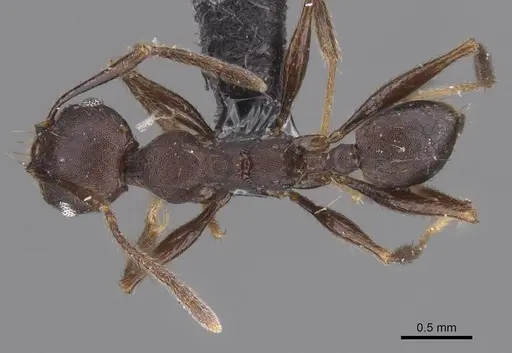 Pheidole nimba specimen CASENT0913738 image casent0913738_1