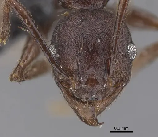 Pheidole nimba specimen CASENT0913738 image casent0913738_2