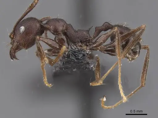Pheidole nimba specimen CASENT0913738 image casent0913738_3