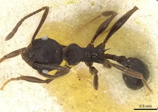 Pheidole nimba specimen CASENT0915443 image casent0915443_1