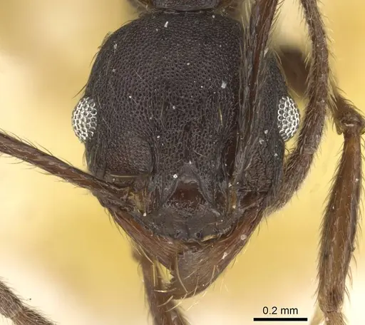 Pheidole nimba specimen CASENT0915443 image casent0915443_2