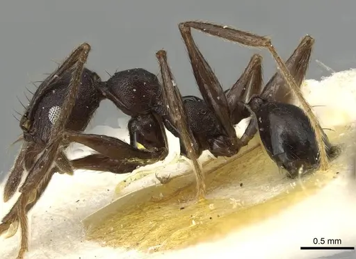 Pheidole nimba specimen CASENT0915443 image casent0915443_3