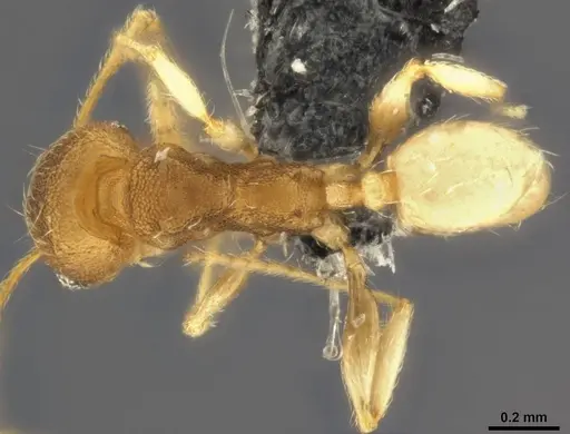 Pheidole nindi specimen CASENT0199271 image casent0199271_1