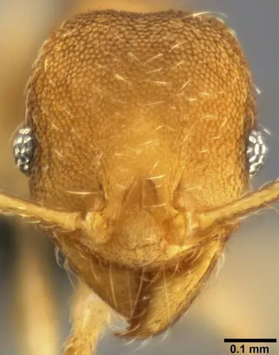Pheidole nindi specimen CASENT0199271 image casent0199271_2