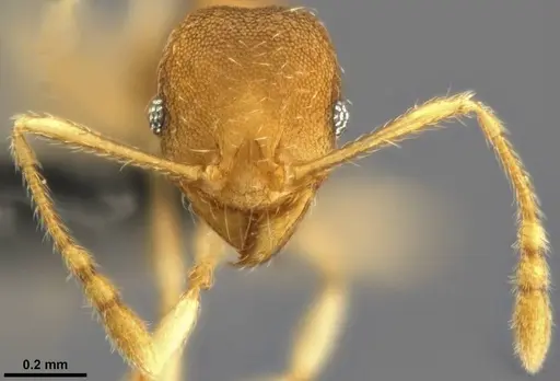 Pheidole nindi specimen CASENT0199271 image casent0199271_3