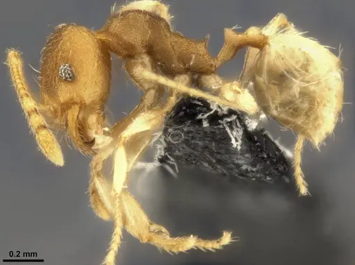Pheidole nindi specimen CASENT0199271 image casent0199271_4