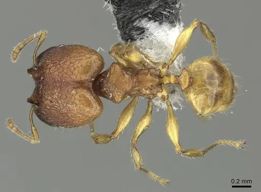Pheidole nindi specimen CASENT0199680 image casent0199680_1
