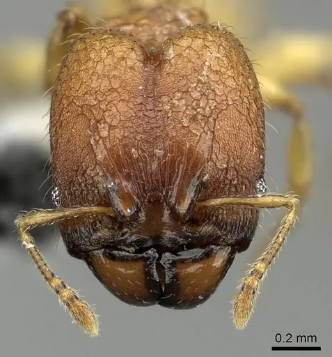 Pheidole nindi specimen CASENT0199680 image casent0199680_2