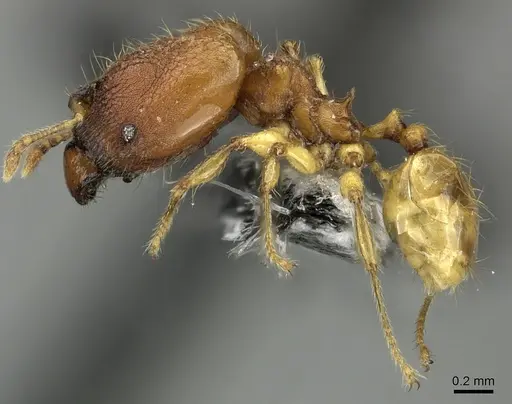 Pheidole nindi specimen CASENT0199680 image casent0199680_3