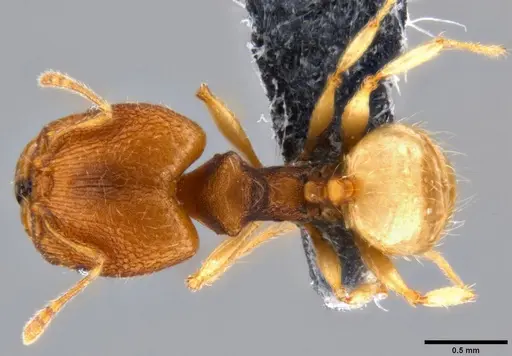 Pheidole nindi specimen CASENT0199740 image casent0199740_1