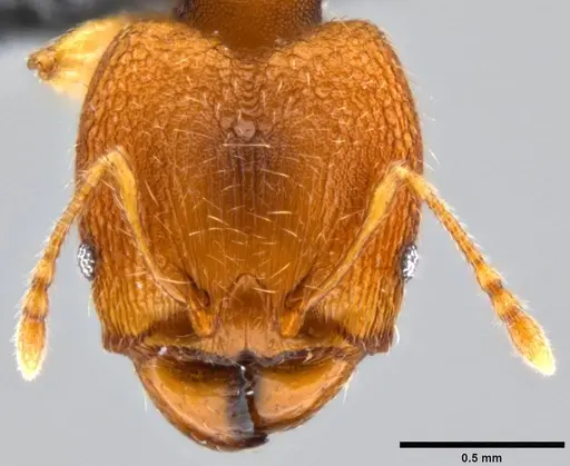 Pheidole nindi specimen CASENT0199740 image casent0199740_2