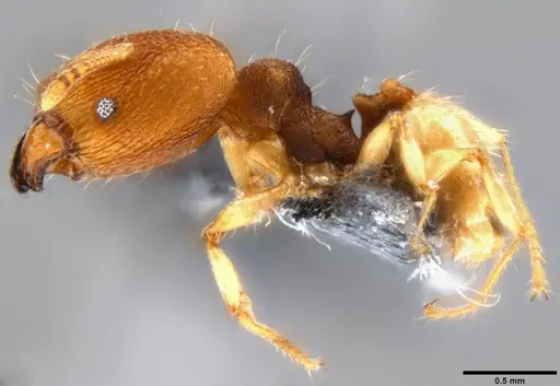 Pheidole nindi specimen CASENT0199740 image casent0199740_3