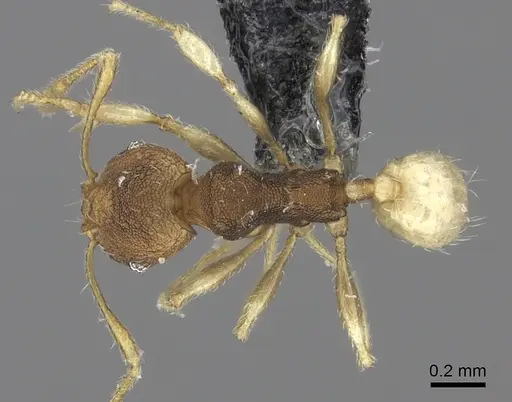 Pheidole nindi specimen CASENT0219995 image casent0219995_1