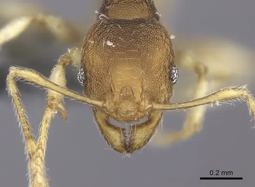 Pheidole nindi specimen CASENT0219995 image casent0219995_2