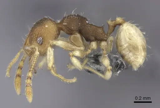 Pheidole nindi specimen CASENT0219995 image casent0219995_3