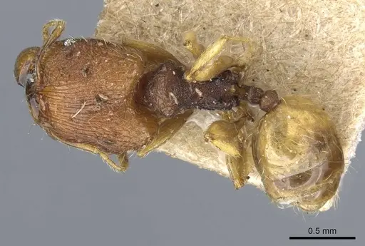 Pheidole nindi specimen CASENT0905839 image casent0905839_1