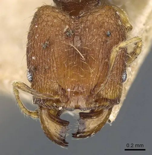 Pheidole nindi specimen CASENT0905839 image casent0905839_2