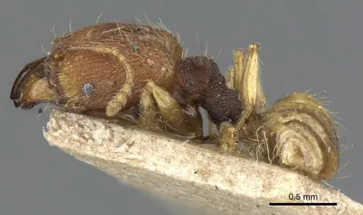 Pheidole nindi specimen CASENT0905839 image casent0905839_3