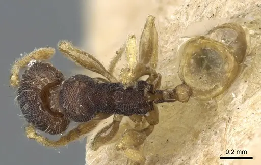 Pheidole nindi specimen CASENT0905840 image casent0905840_1