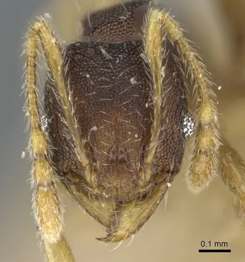Pheidole nindi specimen CASENT0905840 image casent0905840_2