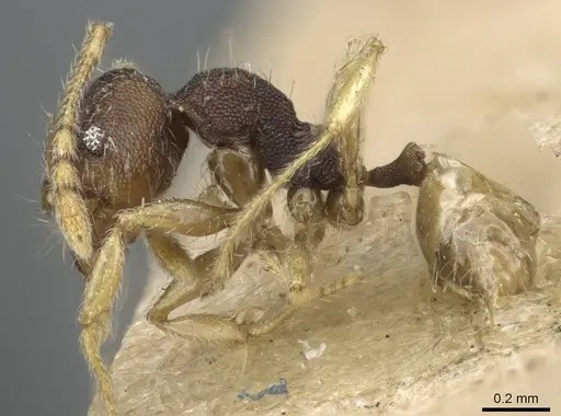 Pheidole nindi specimen CASENT0905840 image casent0905840_3