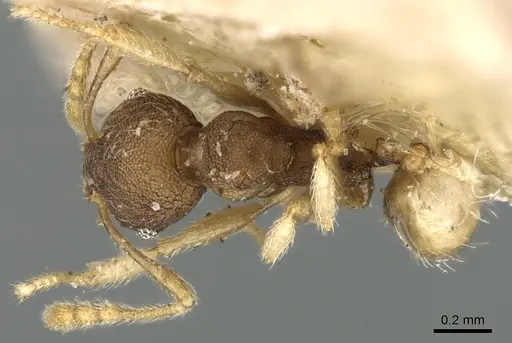 Pheidole nindi specimen CASENT0906656 image casent0906656_1