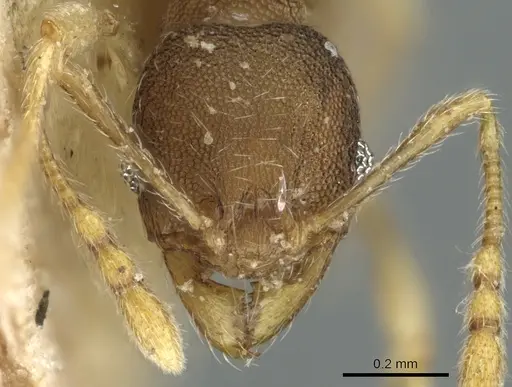Pheidole nindi specimen CASENT0906656 image casent0906656_2