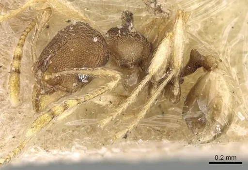 Pheidole nindi specimen CASENT0906656 image casent0906656_3