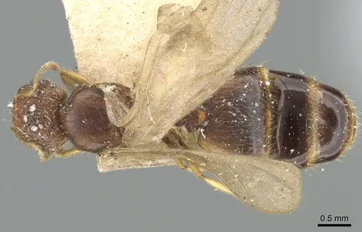 Pheidole nindi specimen CASENT0906657 image casent0906657_1
