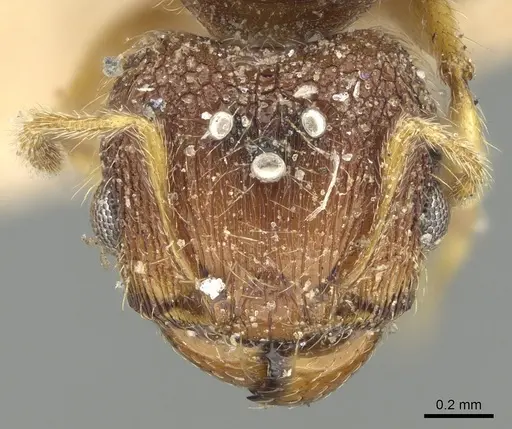 Pheidole nindi specimen CASENT0906657 image casent0906657_2