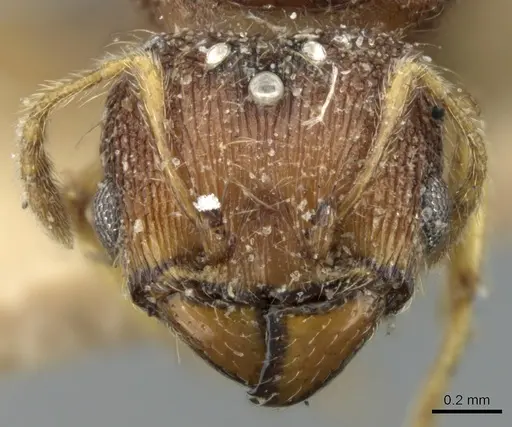 Pheidole nindi specimen CASENT0906657 image casent0906657_3