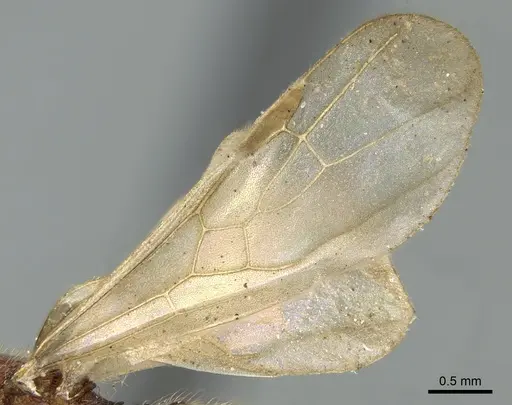 Pheidole nindi specimen CASENT0906657 image casent0906657_5