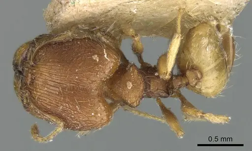 Pheidole nindi specimen LACMENT316253 image lacment316253_1