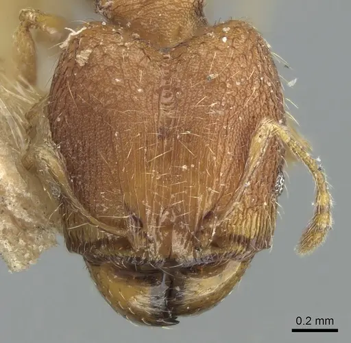 Pheidole nindi specimen LACMENT316253 image lacment316253_2