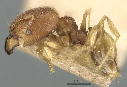 Pheidole nindi specimen LACMENT316253 image lacment316253_3