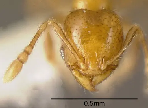 Pheidole nitella specimen CASENT0635499 image casent0635499_1