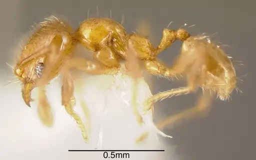 Pheidole nitella specimen CASENT0635499 image casent0635499_2