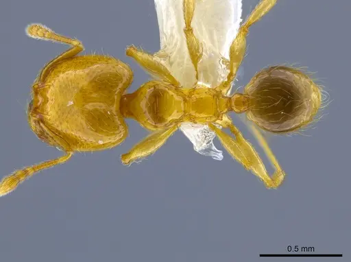 Pheidole nitella specimen CASENT0637096 image casent0637096_1