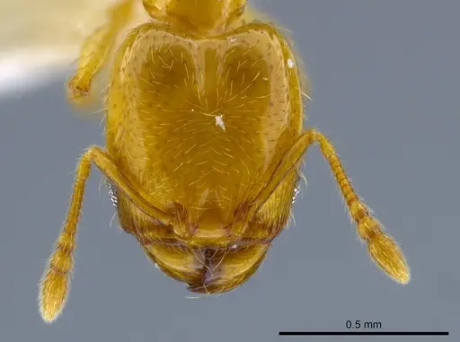 Pheidole nitella specimen CASENT0637096 image casent0637096_2