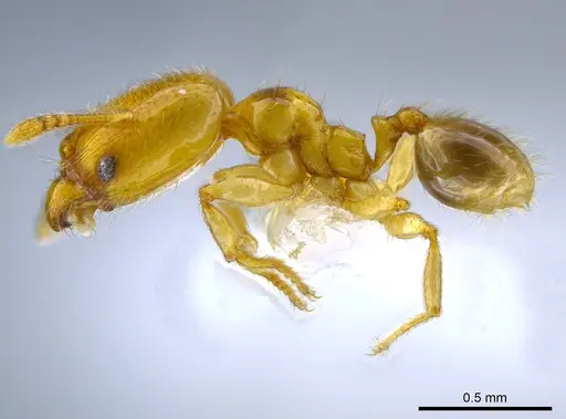Pheidole nitella specimen CASENT0637096 image casent0637096_3