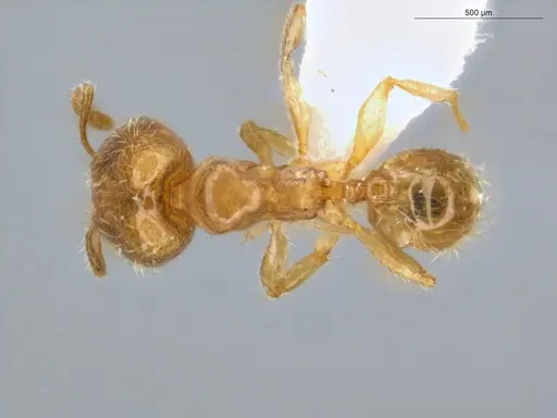 Pheidole nitella specimen ECOFOG-KW14-0077-08-S image ecofog-kw14-0077-08-s_1